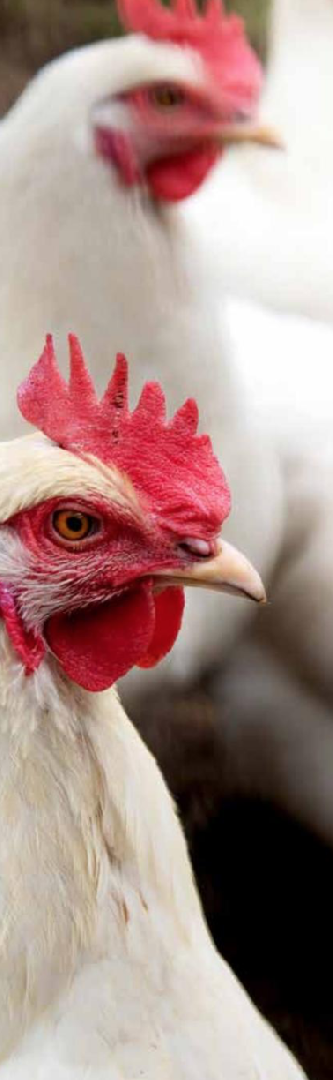 Contrôle efficace des salmonelles