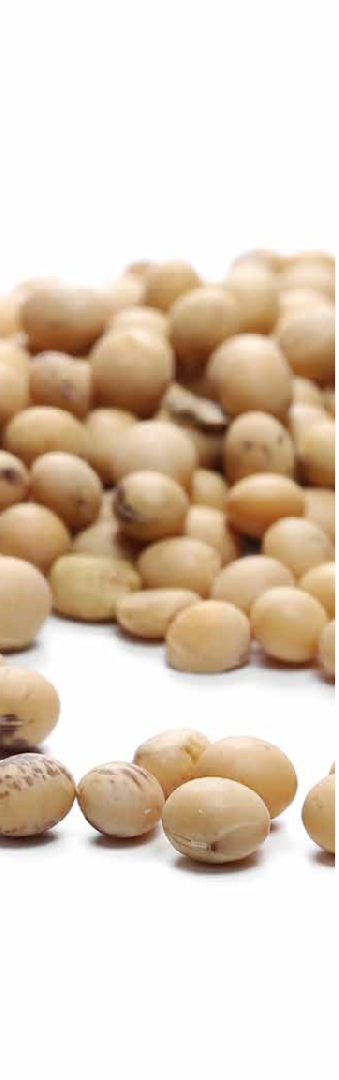 La Chine décide de réduire les protéines dans les aliments pour animaux