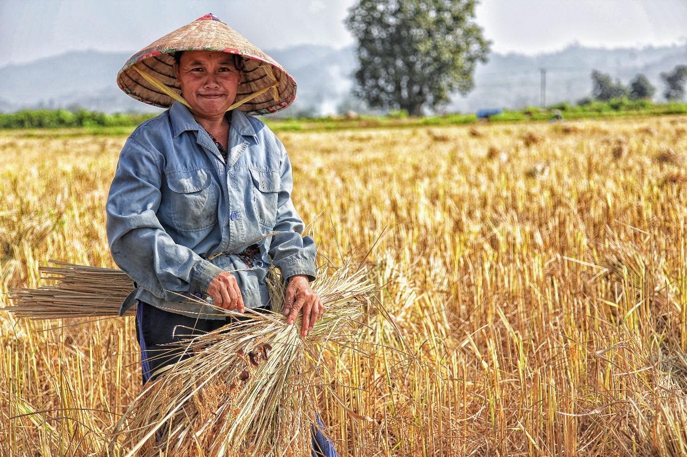 Une solution automatisée pour le pré-nettoyage du riz paddy traditionnel