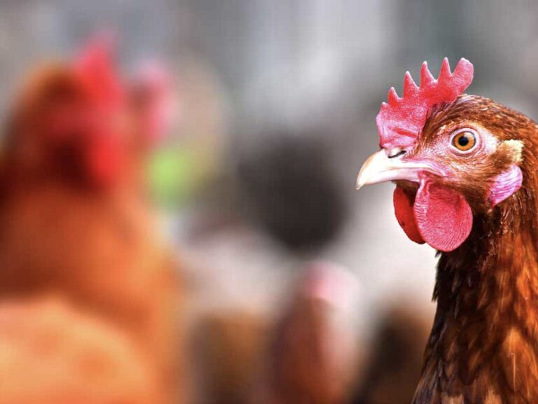 Impact du diformiate de sodium sur la numération gastro-intestinale et fécale des coliformes chez les oiseaux reproducteurs