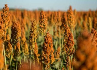 Développement de produits alimentaires à base de sorgho