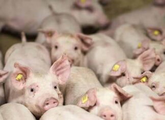 Production porcine durable