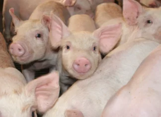 Lancement d’un nouveau programme de recherche ambitieux en santé porcine