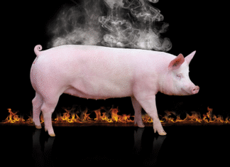 Programme porcin : Stress thermique