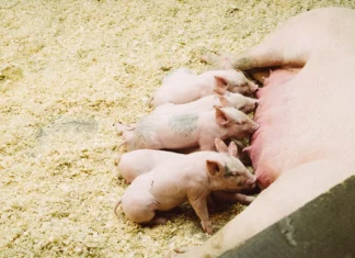 Bénéfices de Saccharomyces cerevisiae var. boulardii sur l’état corporel et les performances de reproduction des truies pendant les périodes de stress thermique