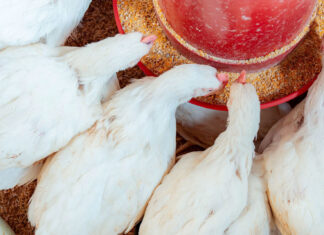Alternatives aux antibiotiques dans la volaille
